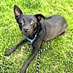 Thumbnail photo of Louie #1