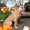 Thumbnail photo of Murphey #1