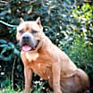 Thumbnail photo of Nala #2