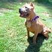 Thumbnail photo of Nala #3