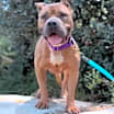 Thumbnail photo of Nala #4