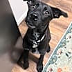 Thumbnail photo of Krypto #3