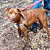 Thumbnail photo of Buster brown #2
