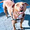 Thumbnail photo of Buster brown #3