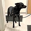 Thumbnail photo of Louie #2