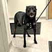 Thumbnail photo of Louie #3