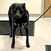Thumbnail photo of Louie #4