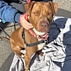 Thumbnail photo of Buster brown #4