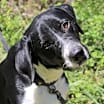 Thumbnail photo of Sawyer #1