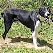 Thumbnail photo of Sawyer #3
