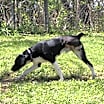 Thumbnail photo of Sawyer #4
