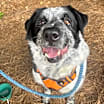 Thumbnail photo of ROCKY #1