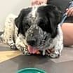 Thumbnail photo of ROCKY #3