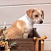 Thumbnail photo of Willa #2