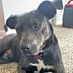 Thumbnail photo of Oliver #2