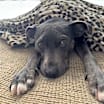 Thumbnail photo of Oliver #3