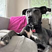 Thumbnail photo of Oliver #4