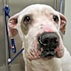 Thumbnail photo of Holly #2