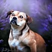 Thumbnail photo of Penny #4