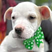 Thumbnail photo of NY Aiden (Foster Carmel) #2