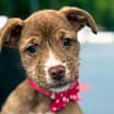 Thumbnail photo of NY Avery (Foster Carmel) #1