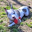 Thumbnail photo of Petal  #2