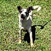 Thumbnail photo of Elvis #1
