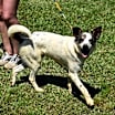 Thumbnail photo of Elvis #2
