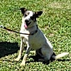 Thumbnail photo of Elvis #3