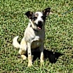 Thumbnail photo of Elvis #4