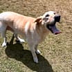 Thumbnail photo of Gus #2