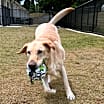 Thumbnail photo of Gus #3