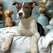 Thumbnail photo of Gunnar #1