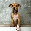 Thumbnail photo of Aria #1