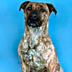 Thumbnail photo of Pepper 148-25 #1