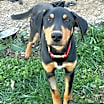 Thumbnail photo of Lenny #1