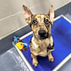 Thumbnail photo of Iris (puppy) - ECAS #3