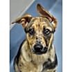 Thumbnail photo of Iris (puppy) - ECAS #4