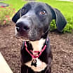 Thumbnail photo of Lucy #1