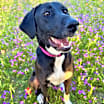 Thumbnail photo of Lucy #2