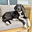 Thumbnail photo of Lucy #3