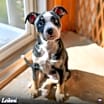 Thumbnail photo of Leilani  #1