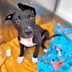 Thumbnail photo of Titan #3