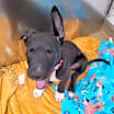 Thumbnail photo of Titan #4