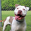 Thumbnail photo of Ace #1