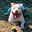 Thumbnail photo of Ace #2