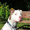 Thumbnail photo of Ace #3