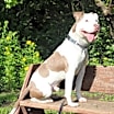 Thumbnail photo of Ace #4