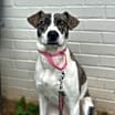 Thumbnail photo of Brandy #1