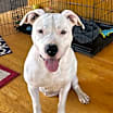 Thumbnail photo of Bianca #2